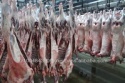 new zealand sheep - product's photo